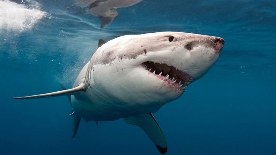 tiburon-infierno-azul