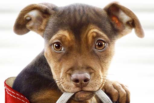 tráiler de a dog's way home