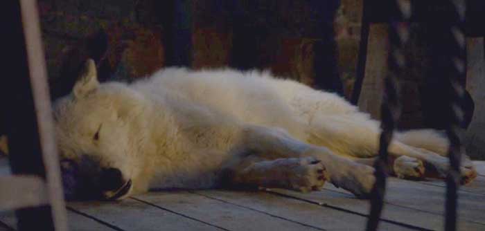 ghost juego de tronos