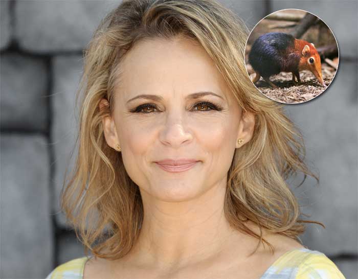 el rey león tendrá un nuevo y misterioso personaje