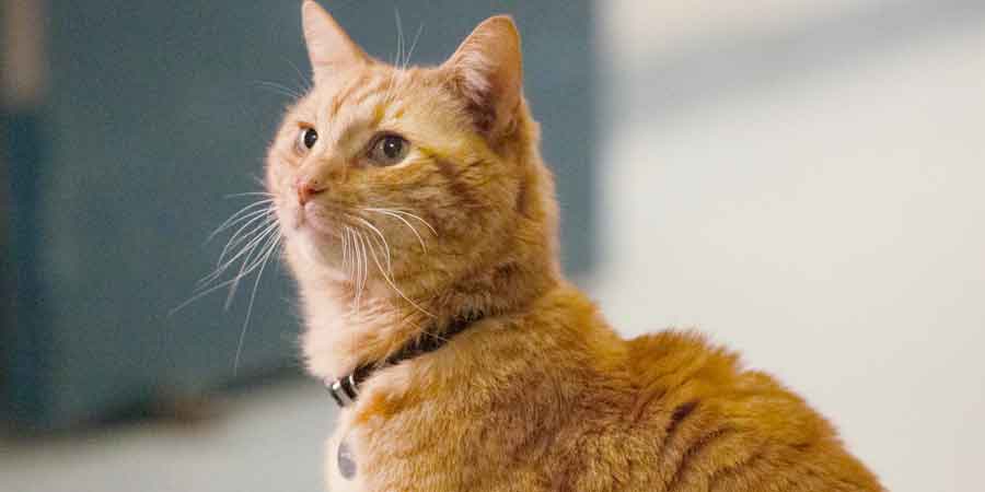 los 10 grandes ausentes de vengadores: endgame