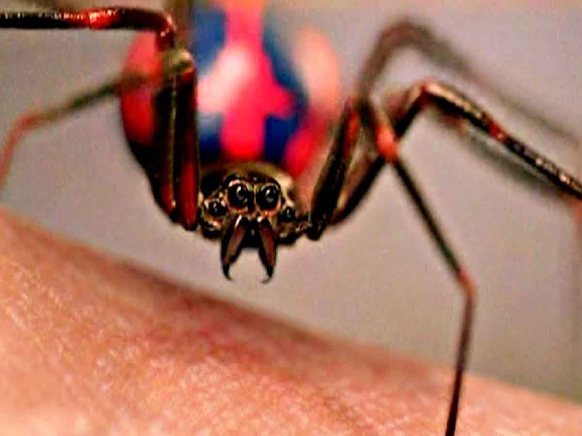 3 niños se dejan picar por una araña para tener los poderes de spider-man