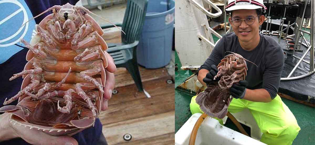 descubren una cucaracha gigante marina que merece su propia película de terror