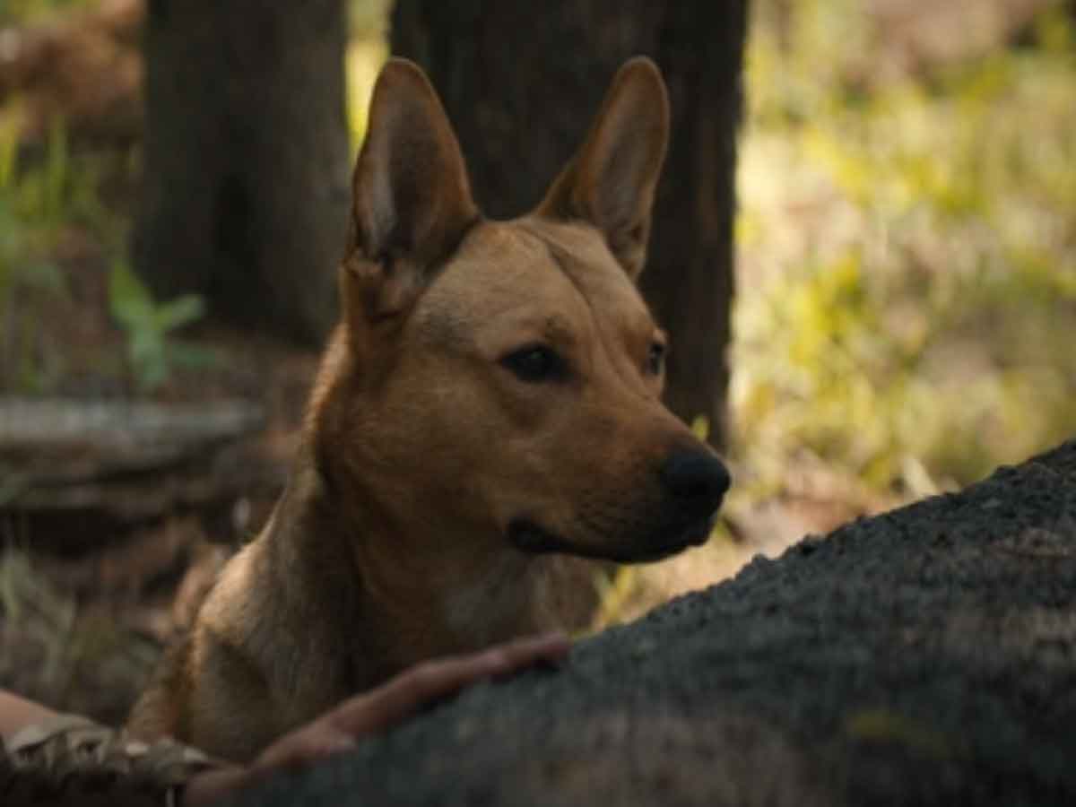 perro de predator: la presa