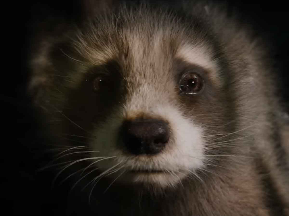 rocket en guardianes de la galaxia vol. 3 de marvel studios