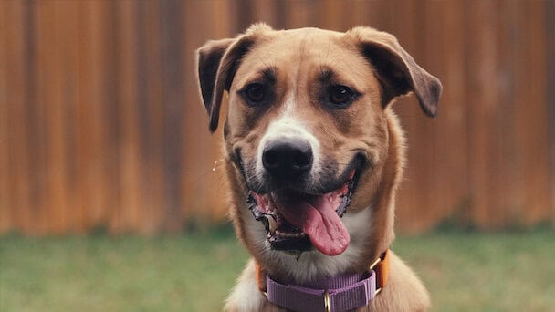 inside the mind of a dog - 2024