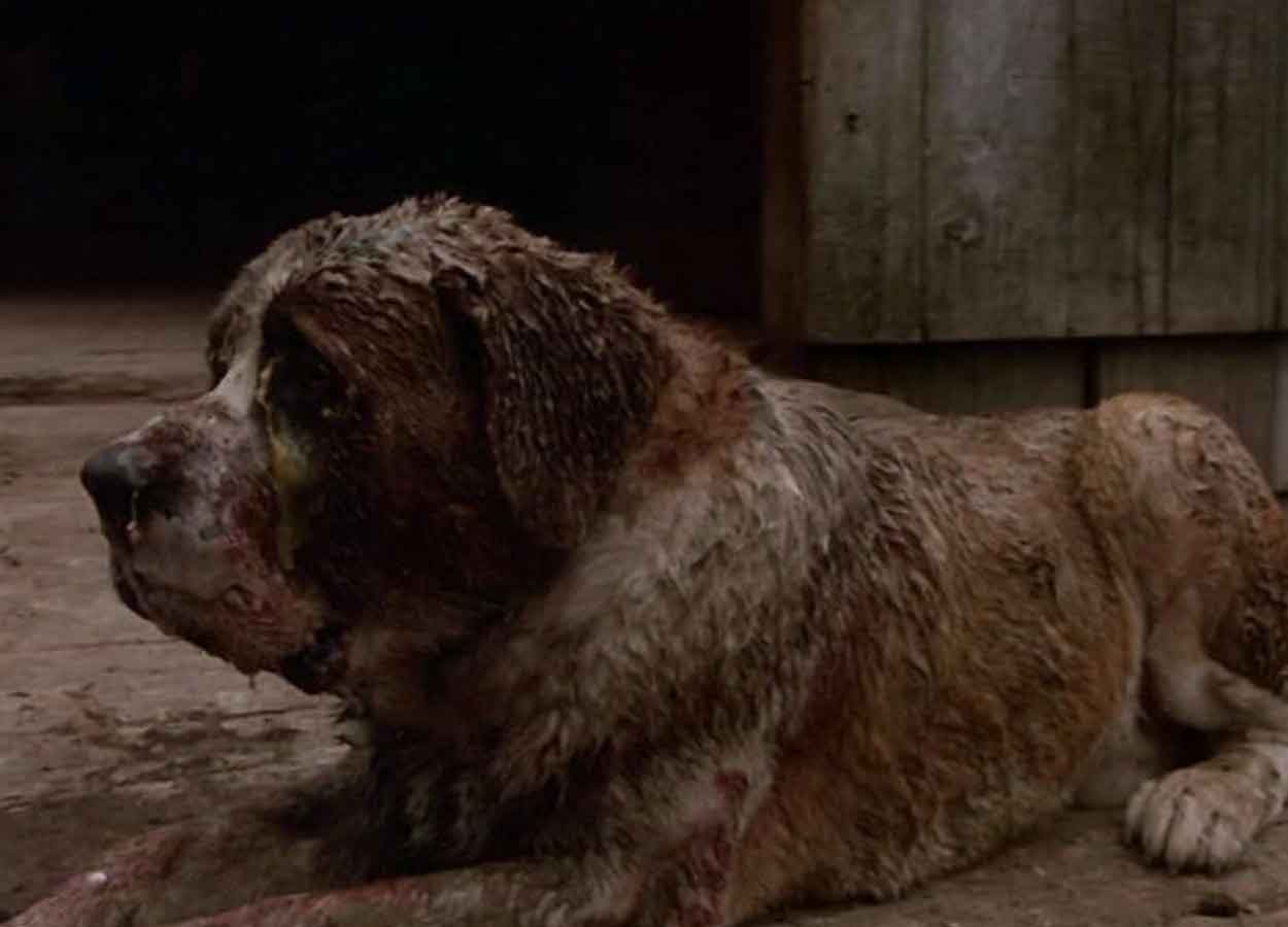película de terror: cujo